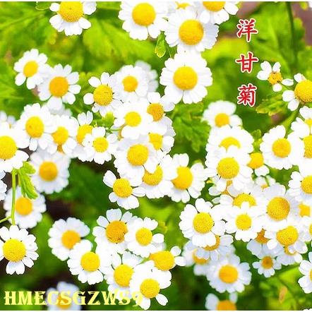 Hạt giống hoa cúc La mã Hoa cúc nhỏ 200h