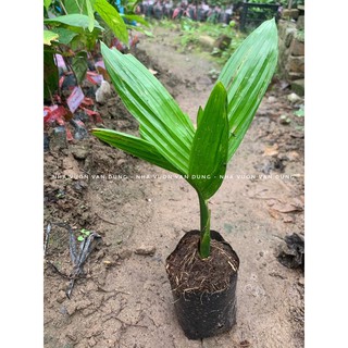 Cây giống cau lùn (ảnh thật tại vườn)
