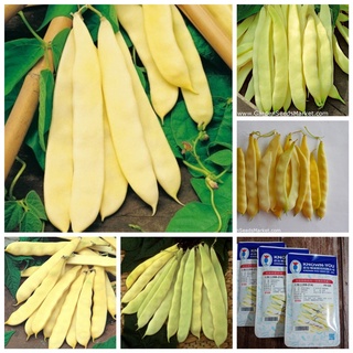  HẠT GIỐNG ĐẬU COVE KHỔNG LỒ VÀNG F1_ ĐẬU GẤU TRÚC 