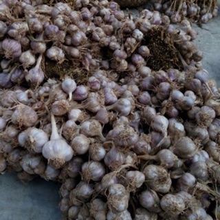 Combo 5kg Tỏi ta, 1 kg Tỏi tía ta, 1kg đường phổi, 20 bánh đa