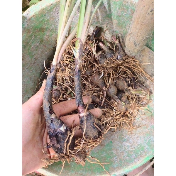 Củ hoa huệ mưa ngoại màu hồng bông to