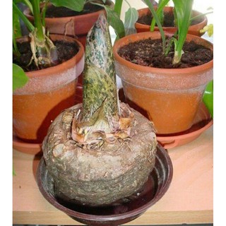 cây khoai cảnh