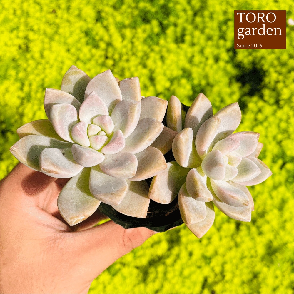 Sen đá pink gem Đà Lạt size bé cây cảnh trang trí nhà cửa Toro garden