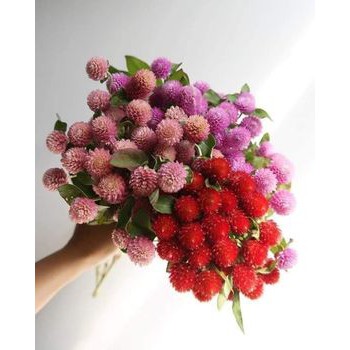 Hạt Giống Hoa Cúc Bạch Nhật Nhiều Màu 50 Hạt