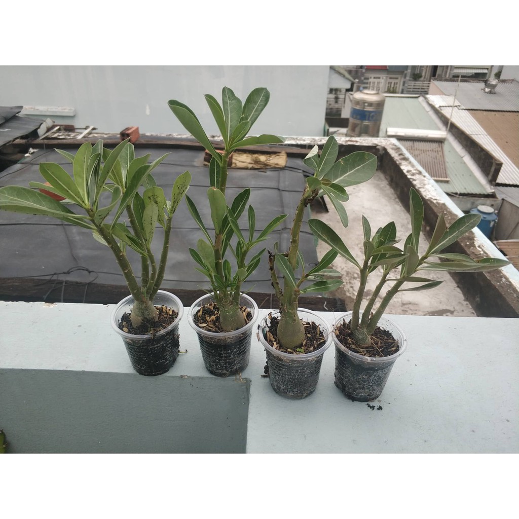 Sứ kim tử tháp somalen