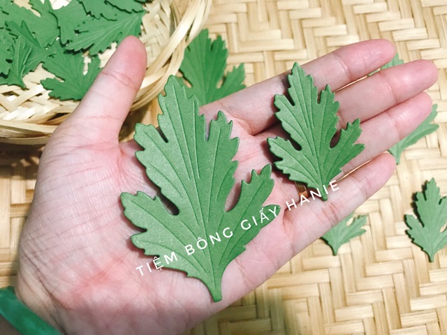 100 lá cúc 2 size nhỏ và lớn