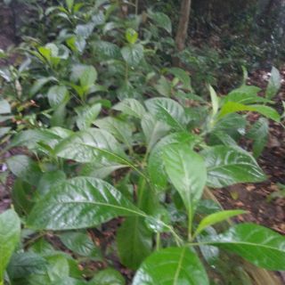 Cây mật gấu.cây giống 10 cây