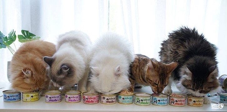 Pate Meowstard Hộp 80Gr Cho Mèo 15 Vị Thơm Ngon