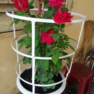 Chậu nhựa trồng hồng có khung đỡ