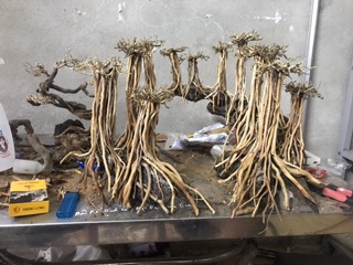 Bộ Lũa  layout Rừng Bay 50x35cm