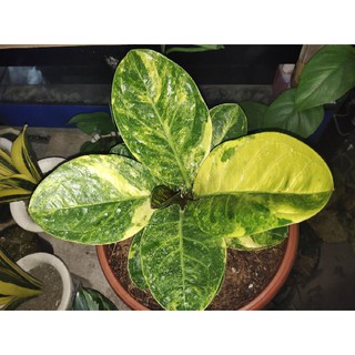 Anthurium jamanii < Unk > Màu Vàng