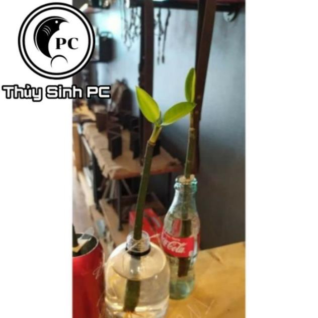 Thủy Sinh - Cây Thủy Sinh - Đước - Biotope - Bán Cạn