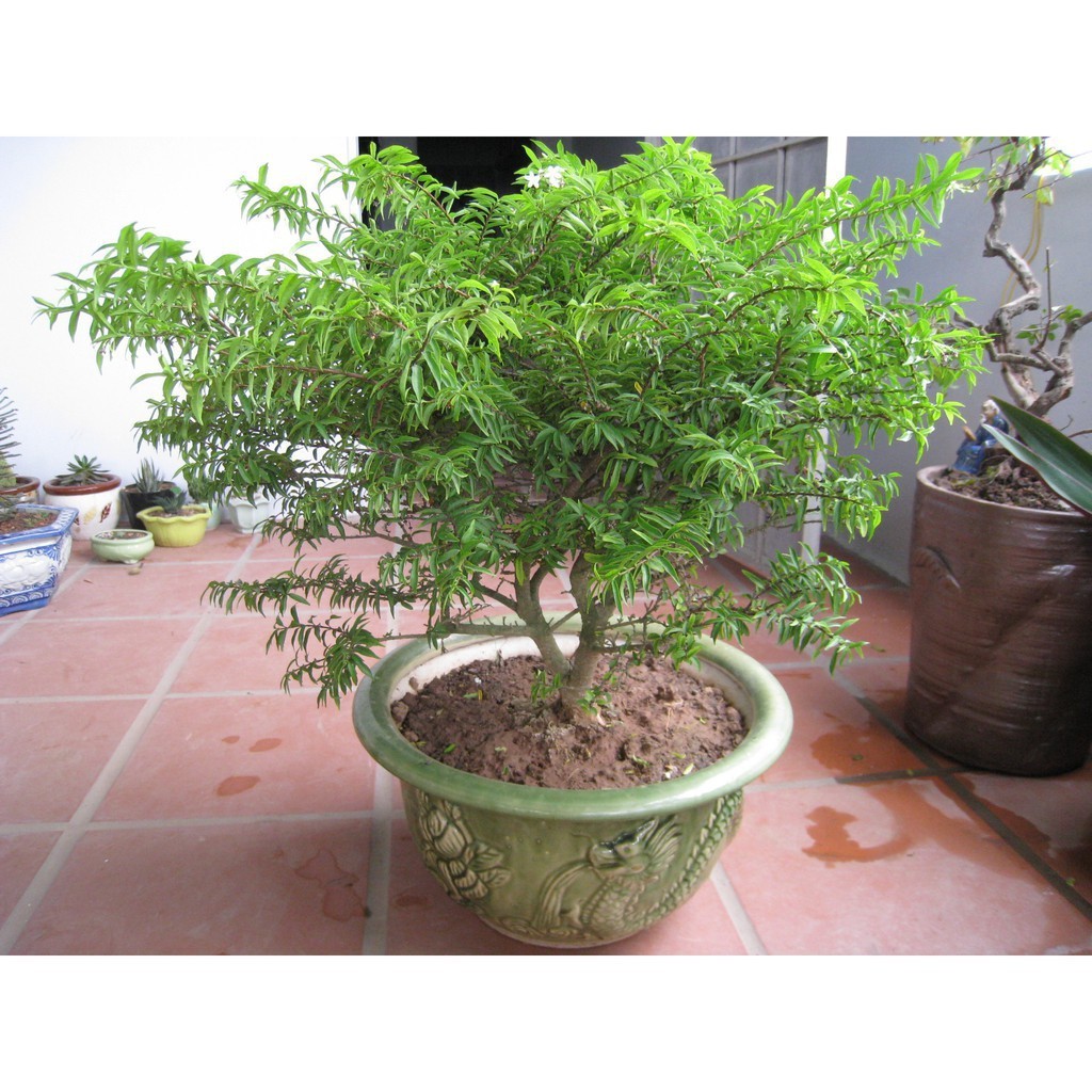 CÂY MAI CHIẾU THỦY