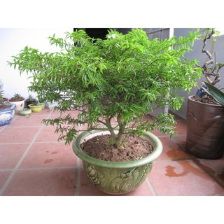 CÂY MAI CHIẾU THỦY