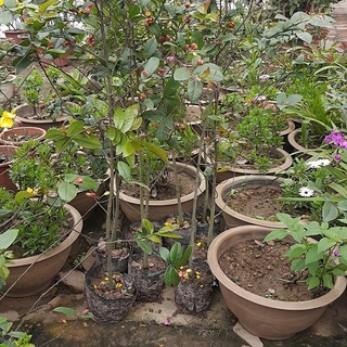 Mai tứ quý cao 1,5 m - Tăng phân trùn quế