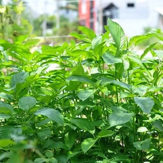 Hạt Giống Rau Đay Trắng GN 18 10g