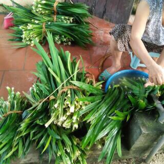 Lá nếp tươi (lá dứa)