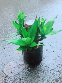 Phát Tài Mini