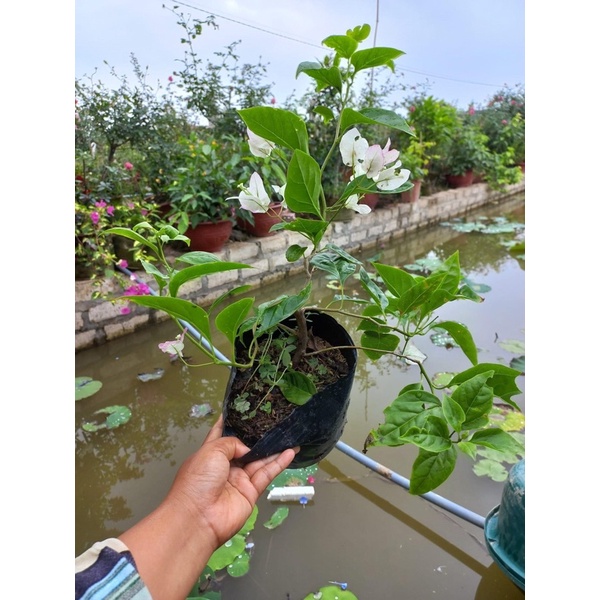 Cây giống hoa giấy màu son môi