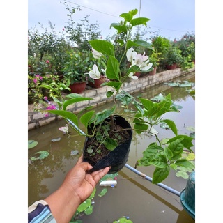 Cây giống hoa giấy màu son môi