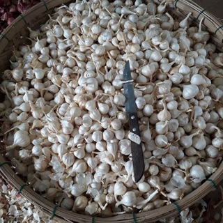Tỏi 3-4 chính gốc Lý Sơn