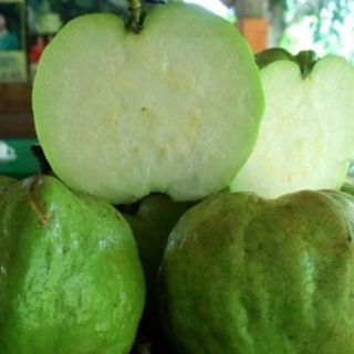 Cây giống ổi nữ hoàng cây chiết 6 tháng cho quả