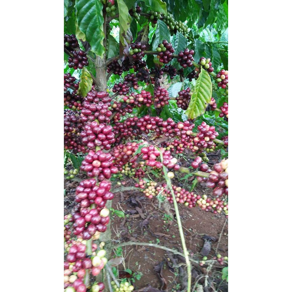 CÀ PHÊ HẠT ARABICA MỘC 100% 1KG