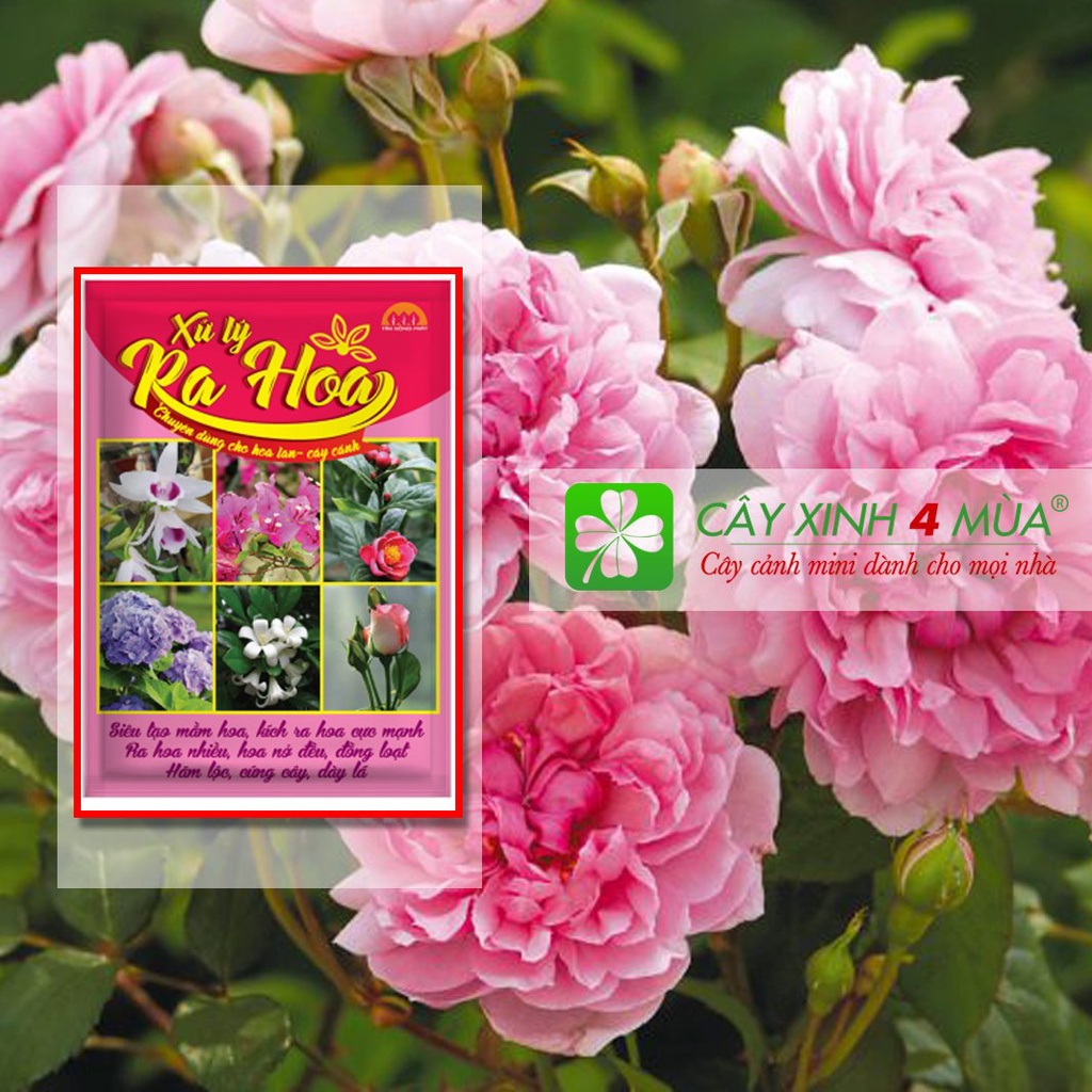 XỬ LÝ RA HOA - chuyên dùng cho hoa lan - cây cảnh- khối lượng 50g