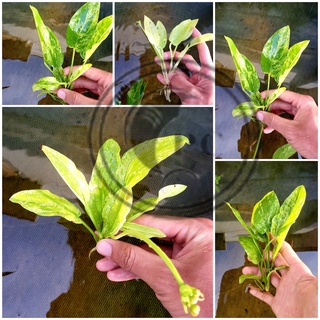 Lan nước var thủy sinh
