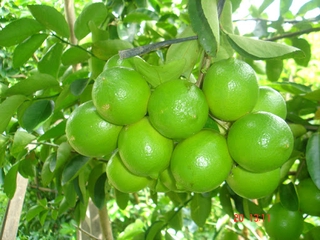 Cây CHANH KHÔNG HẠT giống ghép, quả chùm siêu năng suất, cam kết giống chuẩn