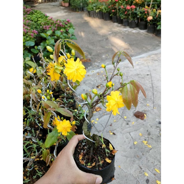 (Mai tết) mai vàng đại lộc chậu mini