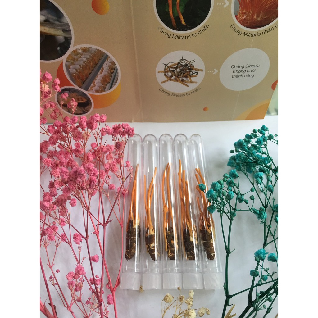 Đông Trùng Hạ Thảo Nguyên Con sấy thăng hoa hàng đẹp | BigBuy360 - bigbuy360.vn