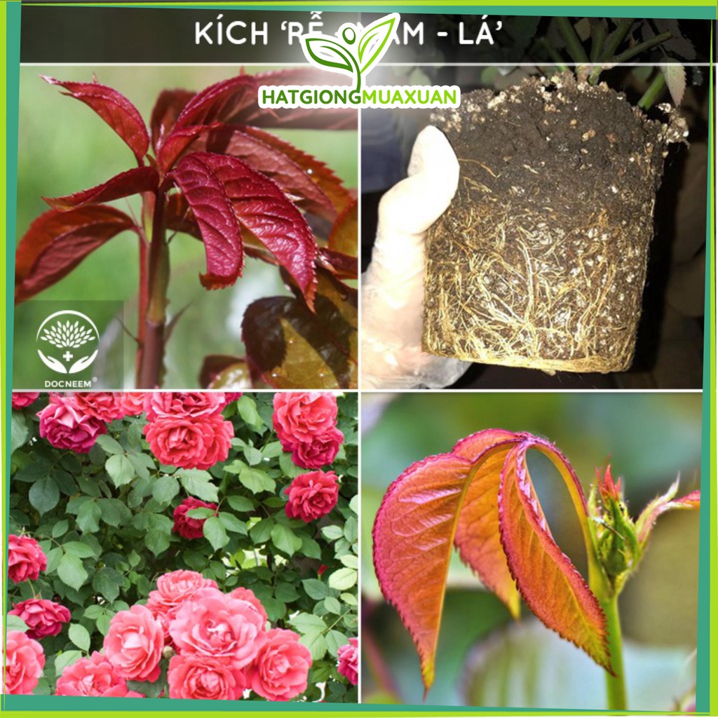 - Bánh dầu Neem trị sùng đất, cuốn chiếu, kích rễ, sai hoa cung cấp dinh dưỡng, tăng độ phì nhiêu đất dành cho hoa hồng