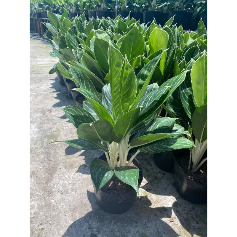 Bạch mã hoàng tử