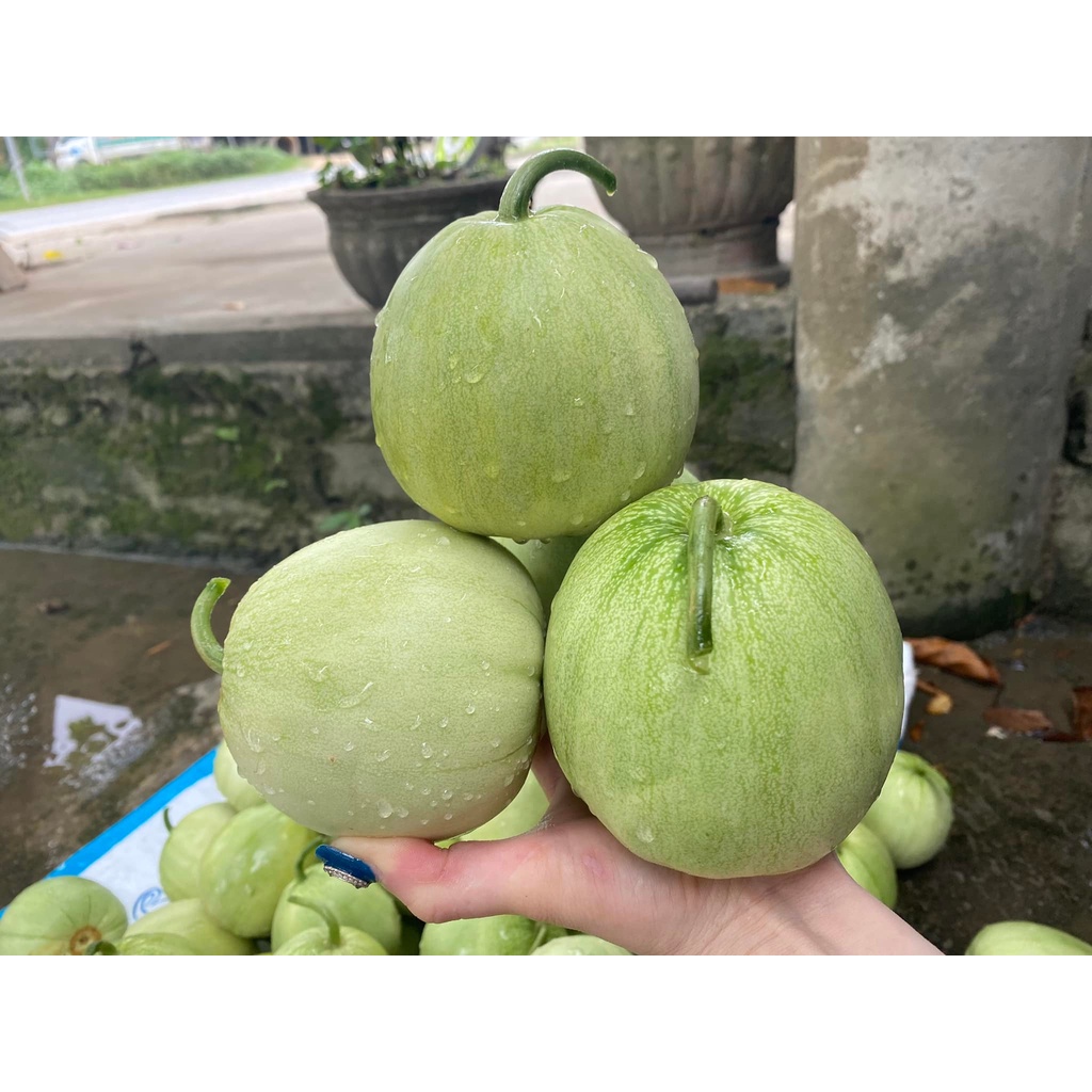 Hạt giống dưa lê ta 34 hạt nảy mẫm 99%