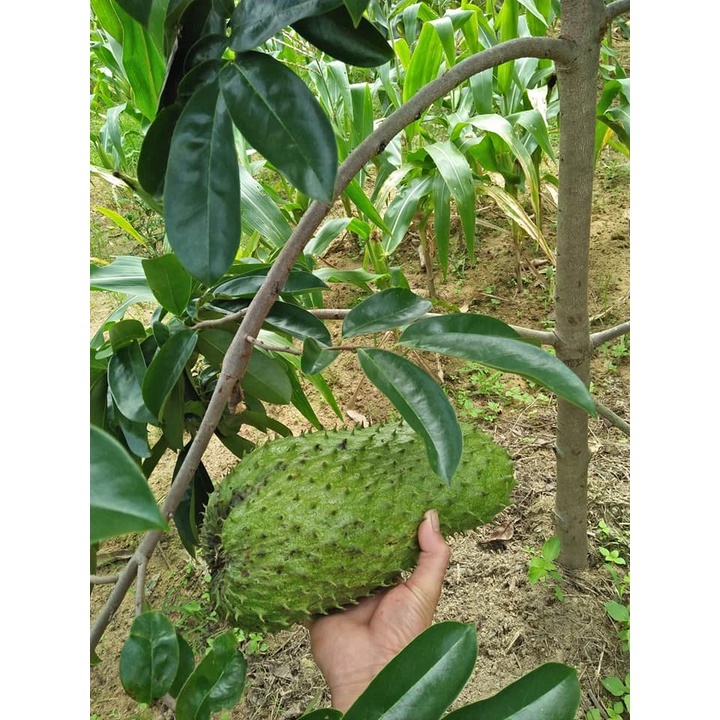 Cây giống mãng cầu xiêm thái