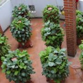 THÁP RAU HỮU CƠ ECO