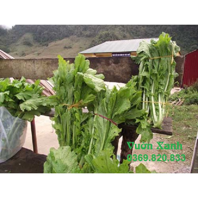 Hạt giống cải mèo, cải lá xẻ 20gr