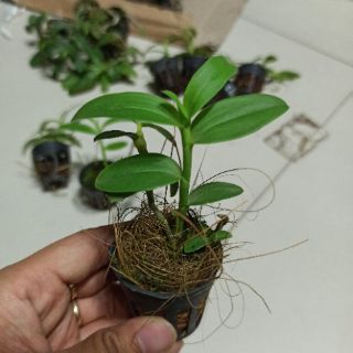 Hoa lan phi điệp tím giống