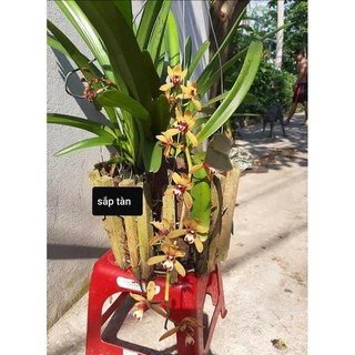 Cây giống hoa lan địa kiếm