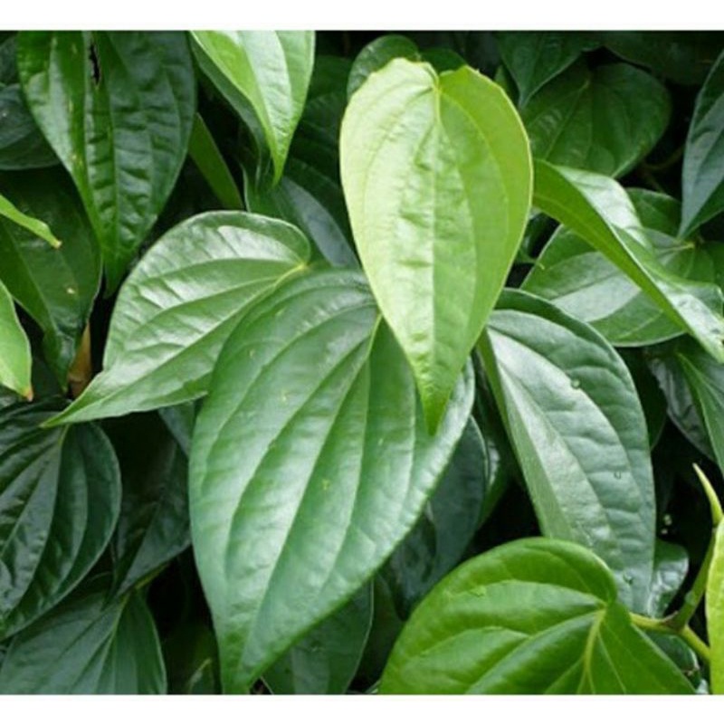 Lá Trầu Không nhà trồng