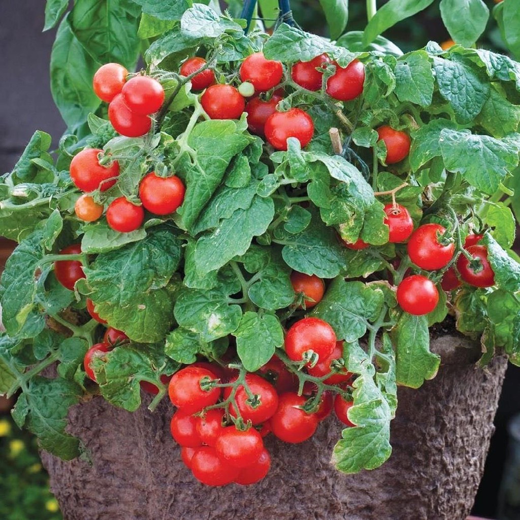 Hạt giống cà chua bi lùn đỏ (cà chua bonsai) - Gói 100 hạt