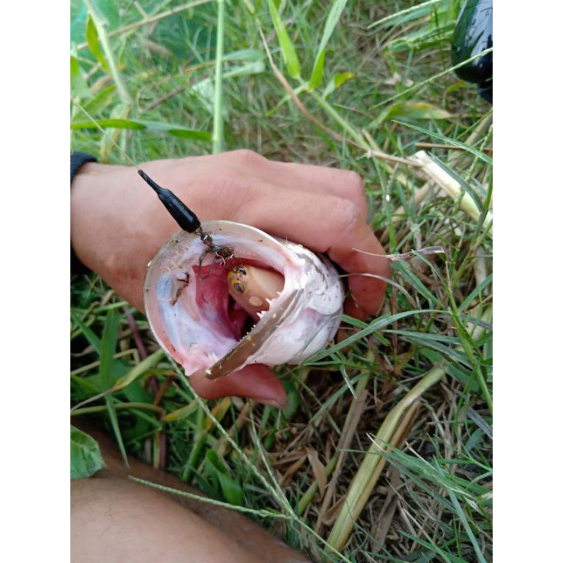 Mồi giả câu cá lóc nhậy Frogtoon v1. Nhái hơi Frog Toon V1