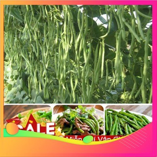 Hạt giống đậu cove leo 4 mùa - 10 gram hạt vietgar