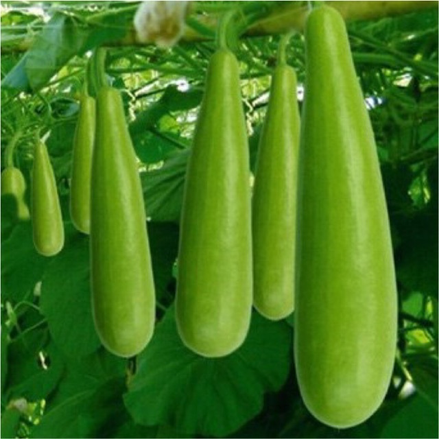 Hạt giống bầu trái dài, bầu sao trái dài - Siêu Trái dễ trồng, nhanh ăn