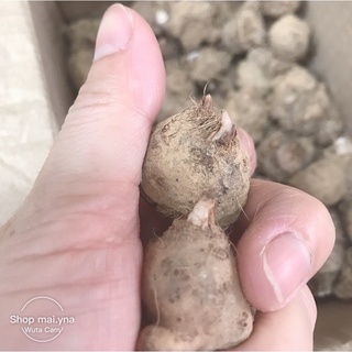 Củ mon mix màu(bao sống 💯 )