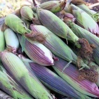 NGÔ NẾP TÍM ĐEN THÁI LAN