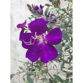 Com bo 20 giống sim tím thái 10cm