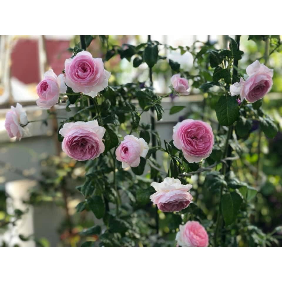 Hoa Hồng Ngoại Mon Coeur cô nàng đến từ xứ sở Nhật Bản - có hương thơm mạnh-hoangoaimelinh