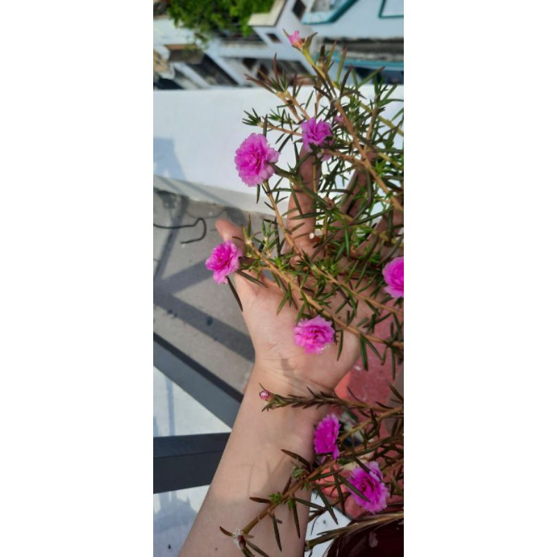 Hoa mười giờ Thái kép màu hồng phấn - 10 cành giống